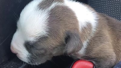 Image for story: Caught on Cam: Pensacola officer busts window to save puppy