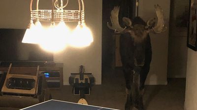 Image for story: Moose rescued after being found trapped in Colorado basement