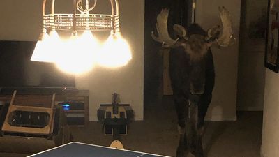 Image for story: Moose rescued after being found trapped in Colorado basement