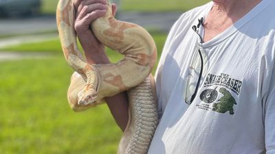 Image for story: 8-foot snake under car hood gives MB mechanics a 'hiss-terical' surprise