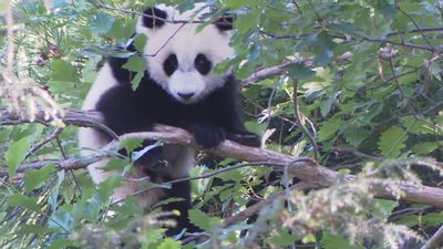 Image for story: VIDEO: Panda cub Xiao Qi Ji plays before his grand debut as National Zoo reopens