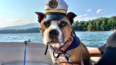 Image for story: Sailing away: Dog's 'bucket list' boat ride dream comes true