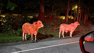 Image for story: 'Moo-ving' through: 2 cows spotted on the lam in Maryland during 4-day frolic