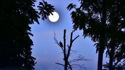 Image for story: When you can see August's Sturgeon Moon, the last supermoon of the year 