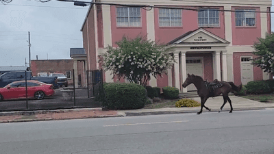 Image for story: Cowboy corrals runaway horse after post-parade escapade in Georgia