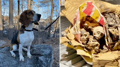 Image for story: Border protection K9 sniffs out smuggled mummified monkeys from Congo at Boston airport