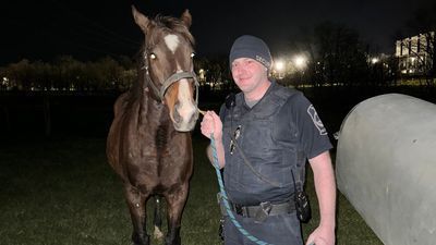 Image for story: Horses escape Virginia Tech pasture to wander around campus at night