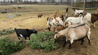 Image for story: Farm requests leftover Christmas trees be donated to its goats for a healthy treat