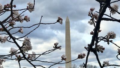 Image for story: Cherry Blossoms 2022: Your ultimate guide to DC's biggest spring attraction