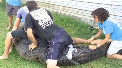 Image for story: Nearly 900-pound alligator caught in Southeast Texas