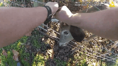 Image for story: VIDEO: Police sergeant saves deer stuck in fence