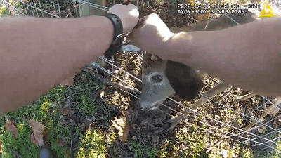 Image for story: VIDEO: Police sergeant saves deer stuck in fence