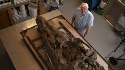 Image for story: Giant skull of prehistoric sea monster found preserved on England's Jurassic Coast