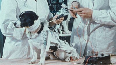 Image for story: Review: Nihilistic perspective squanders 'Space Dogs' documentary's intriguing premise