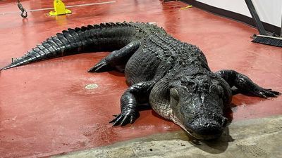 Image for story: Alligator hunters bring in 13-ft, 825-pound gator from South Carolina lake