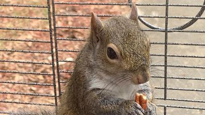 Image for story: Squirrel cuts power for more than 3,000 people in one city