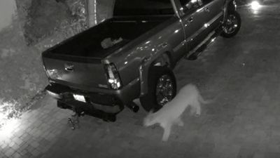 Image for story: Rogue mountain lion makes another appearance on camera in west Las Vegas valley