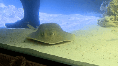 Image for story: 'Miraculous birth' expected from stingray with no mate, possibly impregnated by shark