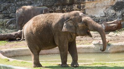 Image for story: Lucky, one of the oldest elephants in the country, celebrates 60th birthday Sunday