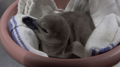 Image for story: Oregon Zoo welcomes 194th Humbolt penguin chick, continuing successful breeding program