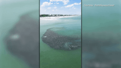 Image for story: Sharks slice through large school of fish off South Carolina coast | VIDEO