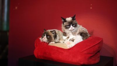 Image for story: GALLERY | Grumpy Cat meets her wax twin at Madame Tussauds Las Vegas