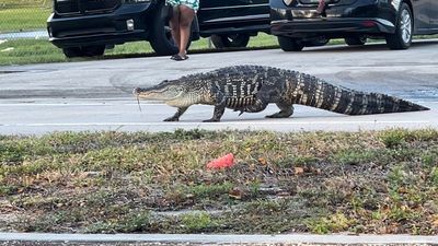 Image for story: 'See you later alligator!' Gator takes a stroll down Florida street