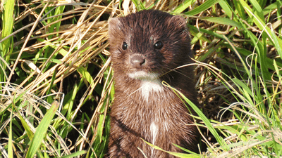 Image for story: Vandals set thousands of mink loose from fur farm in Pennsylvania, state police say