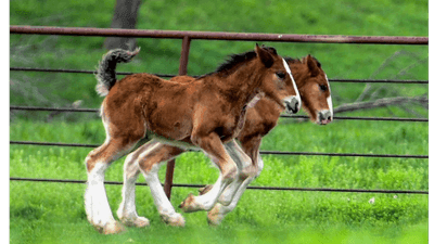 Image for story: Warm Springs Ranch in Missouri welcomes 15 Clydesdale foals