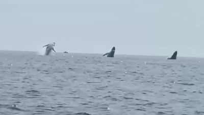 Image for story: 'Whale ballet': Video shows 3 humpbacks jump in unison, a birthday surprise for man and daughters