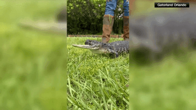 Image for story: Florida's famous jawless gator named 'Jawlene' in a nod to Dolly Parton's classic song