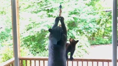 Image for story: WATCH: Mama bear takes bird seed lunch 'to go'