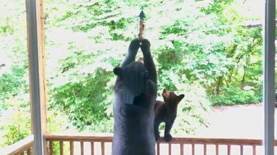 Image for story: WATCH: Mama bear takes bird seed lunch 'to go'