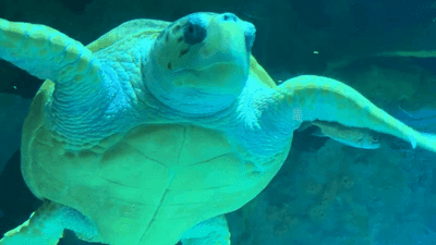 Image for story: Celebrating shelled swimmers: World Sea Turtle Day dives into deep appreciation