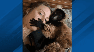 Image for story: Owner of diaper-clad lemur offers $1K reward for missing pet