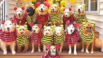 Image for story: 'Howl-o-ween': Pets all dressed up for Halloween 2023