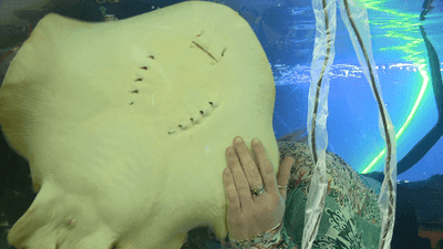 Image for story: Exclusive: Charlotte the stingray is not pregnant, owner confirms