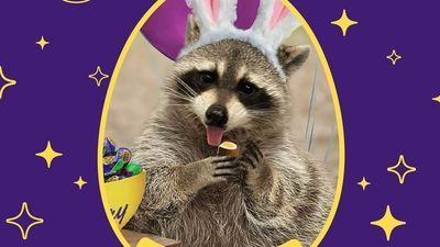 Image for story: Rescue raccoon Louie crowned the new Cadbury Bunny