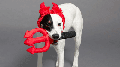 Image for story: Americans expected to spend $700M on Halloween costumes for pets this spooky season