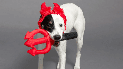 Image for story: Americans expected to spend $700M on Halloween costumes for pets this spooky season