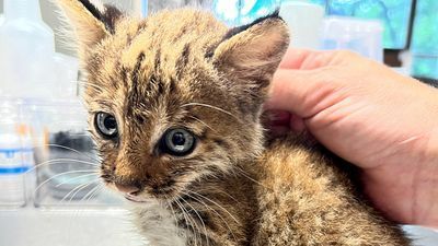 Image for story: Couple rescues 'kitten' then discovers it's actually a bobcat