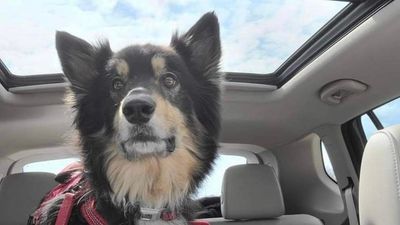 Image for story: Incredible 'tail:' Dog back home in Chicago after 135 days in Georgia wilderness