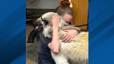 Image for story: Dog found wandering with note reunited with owner, animal center says