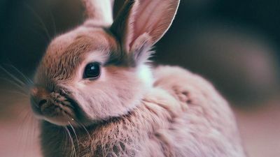 Image for story: VIDEO: Watch this kitten who thinks he's a bunny