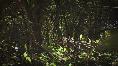 Image for story: Oklahoma Bigfoot bounty grows to more than $2 million