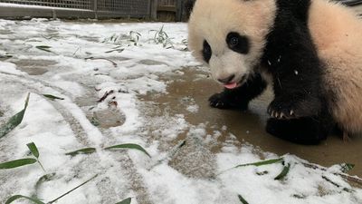 Image for story: Pandas play in the snow: National Zoo captures baby and parent pandas enjoying the snow