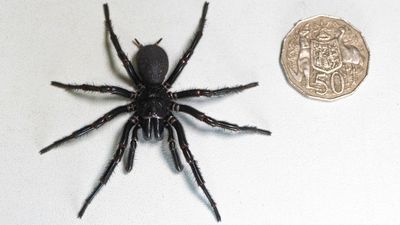 Image for story: Largest male funnel-web spider 'Hercules' sets record at Australian Reptile Park