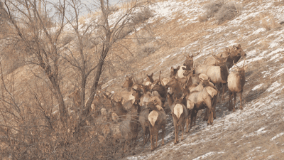 Image for story: Crews close several parts of Utah highway to relocate herd of elk