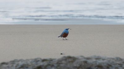 Image for story: Amateur photographer may have captured first US sighting of rare Blue Rock Thrush