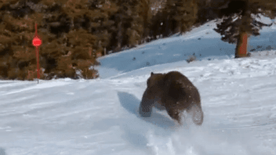 Image for story: Caught on cam: Skier narrowly misses bear on slopes at Lake Tahoe resort